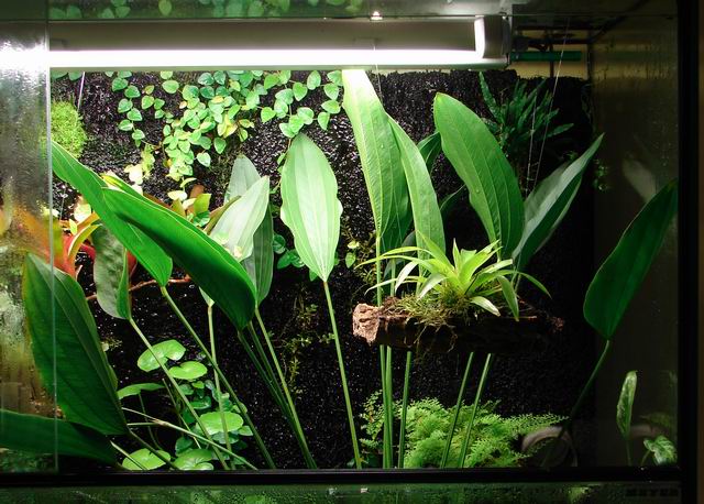 080411_paludarium_4.jpg