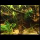 070527_paludarium_6.jpg