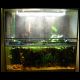 070708_paludarium_01.jpg
