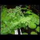 070708_paludarium_05.jpg