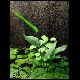 070708_paludarium_06.jpg