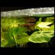 070708_paludarium_08.jpg