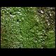 071027_paludarium_02.jpg