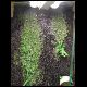 071027_paludarium_03.jpg