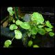 071027_paludarium_06.jpg