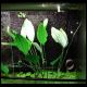 080119_paludarium_01.jpg