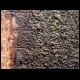 070607_paludarium_12.jpg