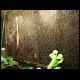 070607_paludarium_15.jpg