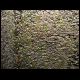 070708_paludarium_xaxim_03.jpg