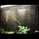 070708_paludarium_xaxim_04.jpg