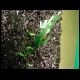 070708_paludarium_xaxim_08.jpg
