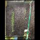 070708_paludarium_xaxim_10.jpg