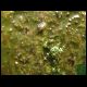 070804_paludarium_12.jpg